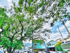 -大树下饭店(春晓镇慈岙社区卫生服务站南)