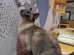 -滚猫咖啡·猫咖·猫友好撸猫(未来城店)