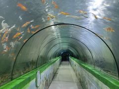 -东方巨龟苑景区