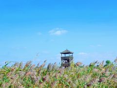 -盐城丹顶鹤湿地生态旅游区