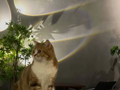 -咖法森林·咖啡  酒吧(天河店)