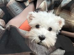 -FAELING PETS美天灵宠物(合生汇店)