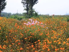 -北京东方普罗旺斯薰衣草庄园