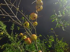 -顺德渔村·岭南一号