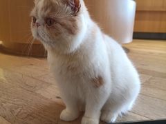 -CAT’S MEWSTAR CAFE·喵星球猫屋(晴湾咖啡店)