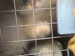 -欣宠猫屋·矮脚拿破仑·蓝金金渐层