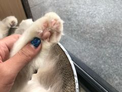 -瞄一喵猫咖(格力海岸店)