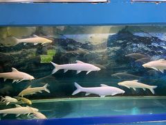 -沙沙哗啦海洋馆(华宇百花谷店)