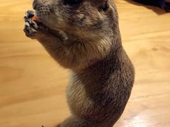 -藦茜花园宠物主题亲子互动体验馆(国顺东路店)