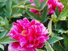 -莲花池公园