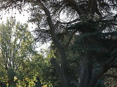 -墨尔本皇家植物园
