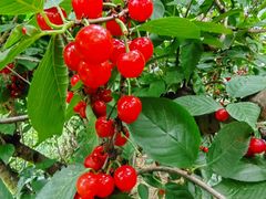 -樱桃山旅游景区