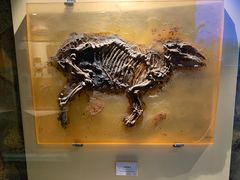 -辽宁古生物博物馆