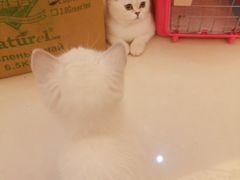 -lincat·猫舍(广州店)