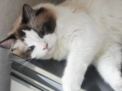 -佳雯宠物医院(四明中路分院)