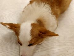 -浣熊柯尔鸭土拨鼠·电玩咖