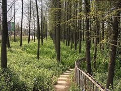 -上海长兴岛郊野公园