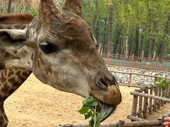 -北京野生动物园