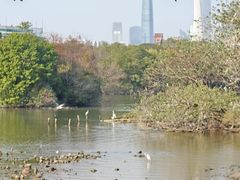 -海珠湖公园