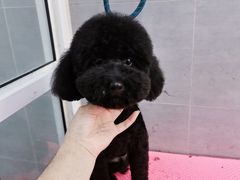 -宠福鑫康馨动物医院·骨科·眼科