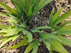 -燕郊植物园