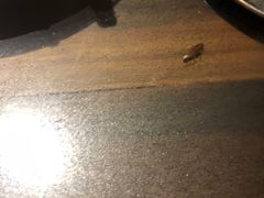 -南美豹国际自助百汇(万象城店)