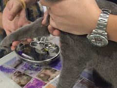 -伟伟宠物医院·CT影像中心·瑞派犬猫综合性门诊(汉口总院)