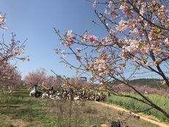 -天适樱花悠乐园