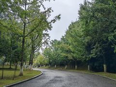 -铁山坪森林公园