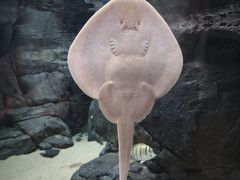 -上海海洋水族馆
