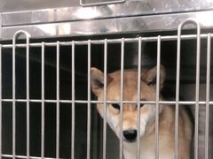 -宠福鑫康馨动物医院·骨科·眼科