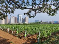 -张裕卡斯特酒庄