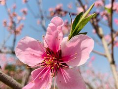 -大兴滨河森林公园