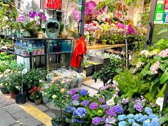 -溪岸路花鸟市场