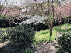 -雨花胜境