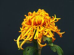 -北京植物园-展览温室