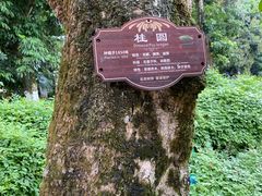 -张坝桂圆林公园