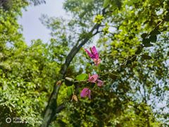 -广州市白云山风景名胜区