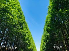 -日照海滨国家森林公园