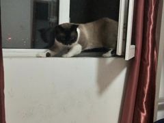 -宠爱国际动物医院· 猫科· 外科·中兽医(长白店)