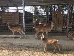 -鹿境梅花鹿生态园区