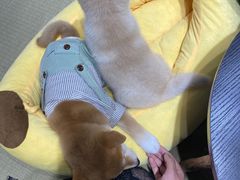 -逗柴咖啡屋·狗咖猫咖宠物桌游