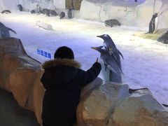 -芜湖新华联大白鲸海洋公园