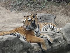 -深圳野生动物园