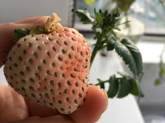 -胜丰草莓采摘园