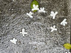 -广州神农草堂中医药博物馆