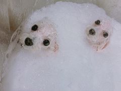 -PETKIT 小佩宠物·低压洗护·美容·寄养(安远店)