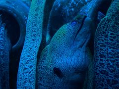 -太平洋海底世界