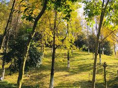 -龙头寺公园