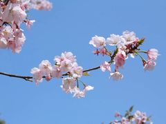 -顾村公园